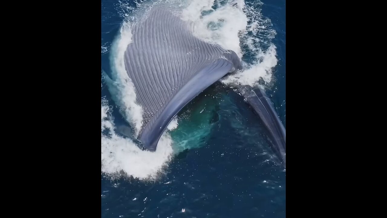 The largest chomp tin the world