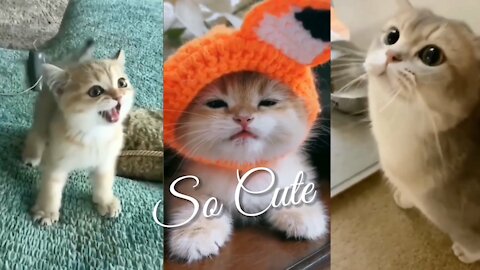 Beautiful Cat Cute 😍 Video