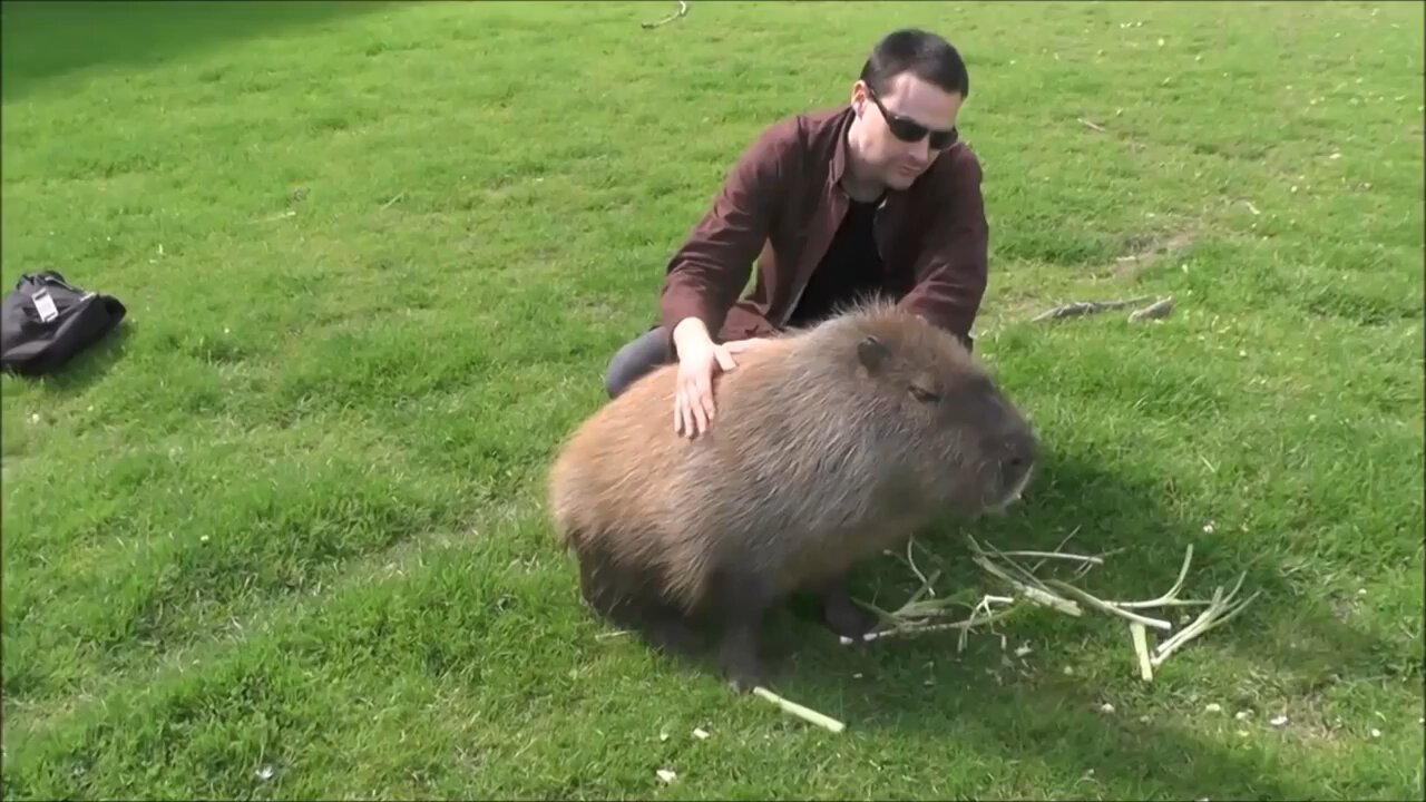 Funny Cute: Capybara Compilation video