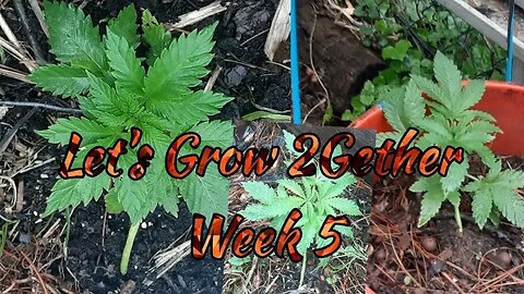 Let's Grow 2Gether Week 5