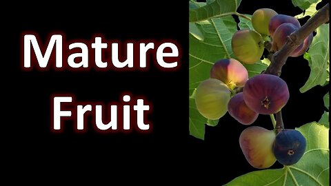 Mature Fruit - Quenton Kirby AM Service