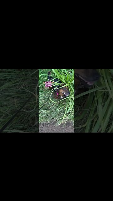 🐶KOKO KLIPS😃GET HAPPY🐶