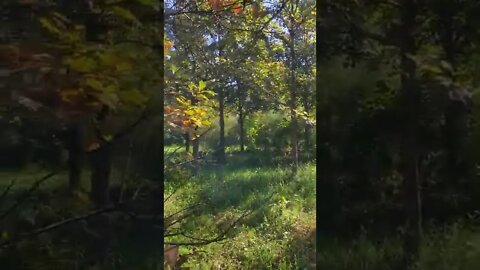 beautiful fall colors are coming.