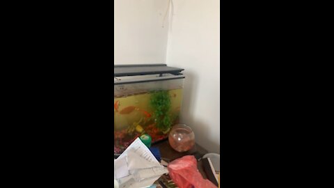 Mors and Dan s fish that I rescued