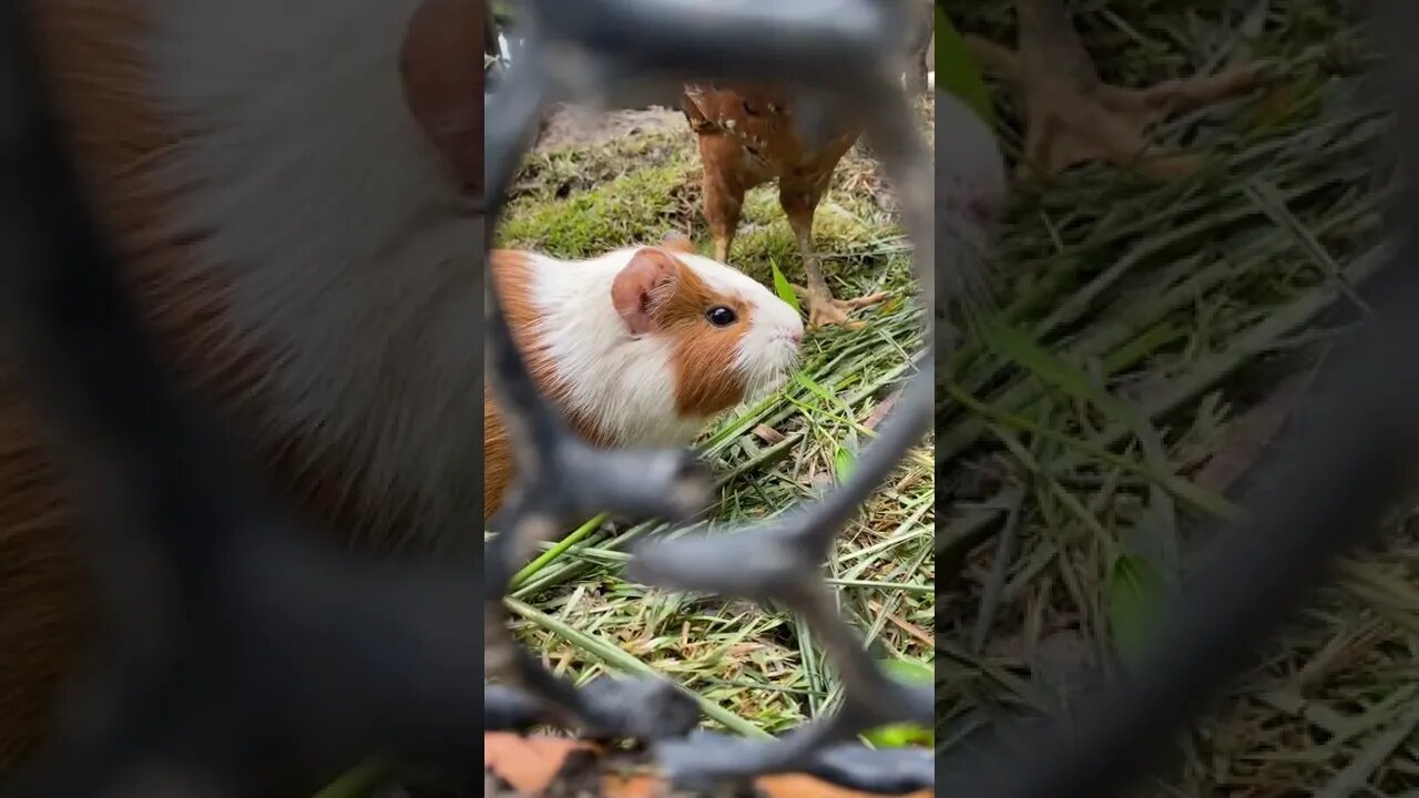 porquinho da índia, preá, cuy, cobaia, sauiá-cobaia galinha