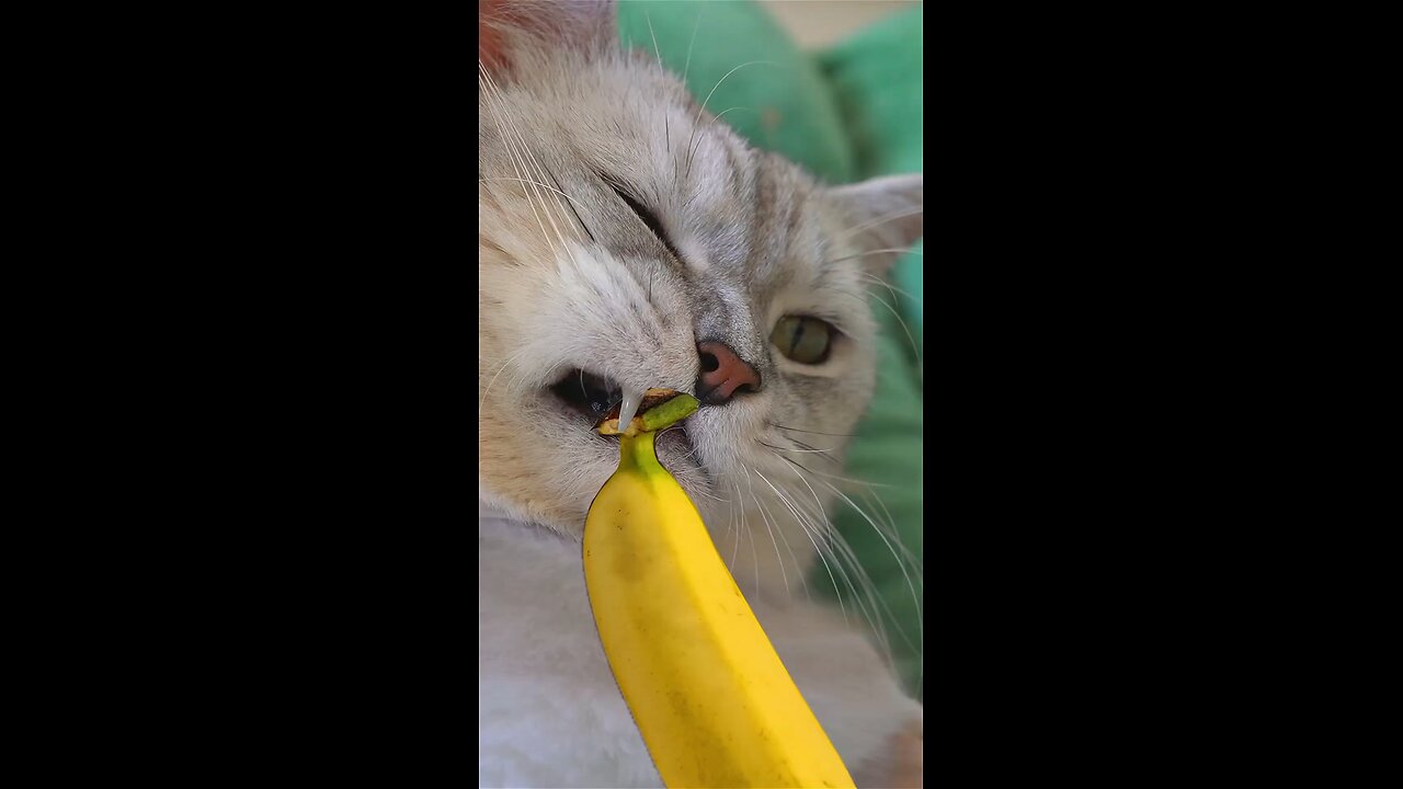 Funny Cute Cat Eating Style