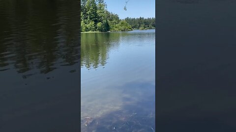 Elk Lake and Geese #geese #lake #shorts