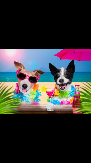 CUTE DOGS - FUNNY DOGS