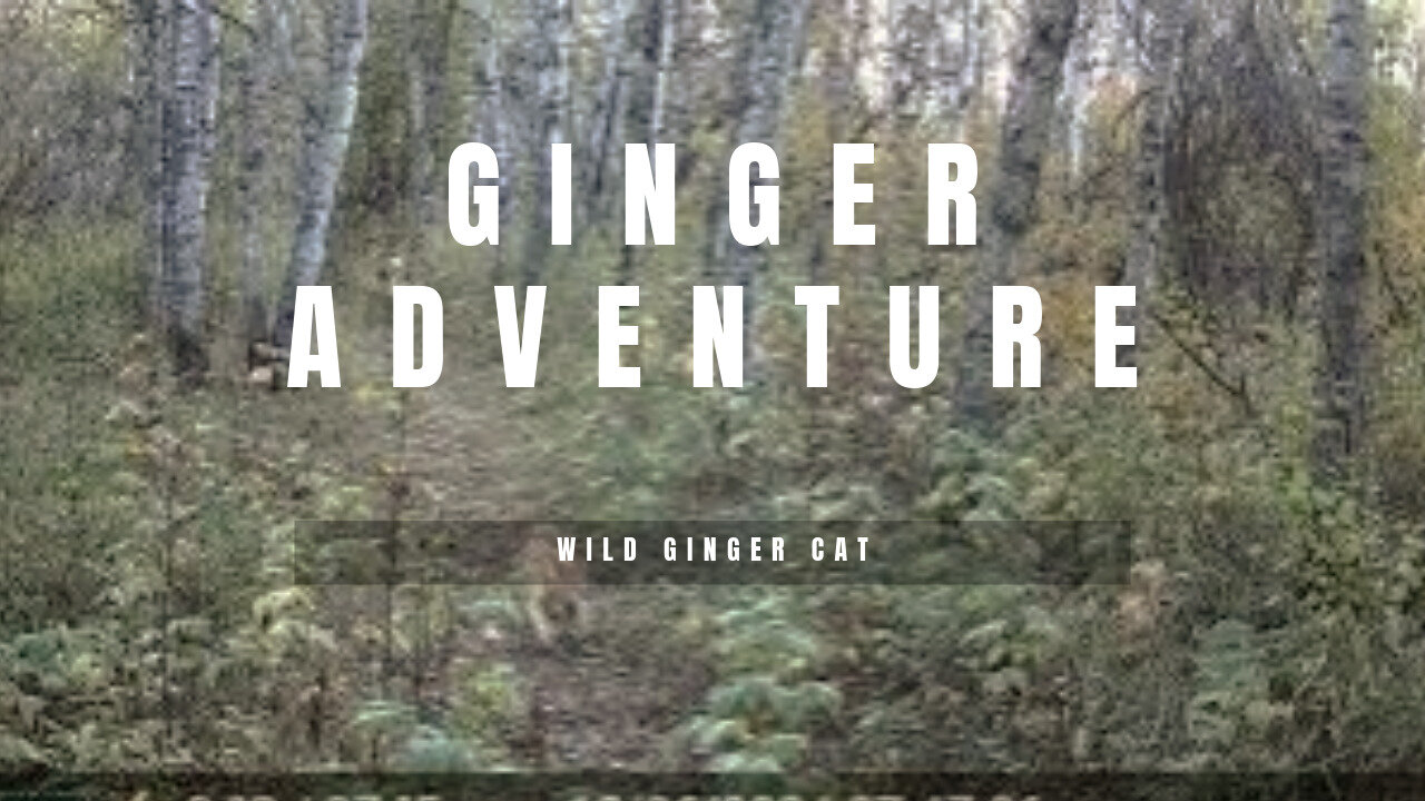 Ginger Cat In The Wild