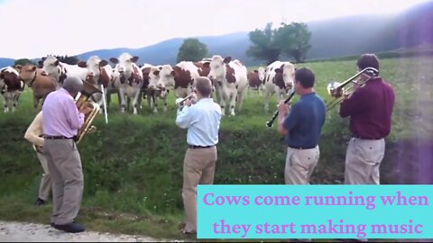 Cows come running when they start to make Music. Hilarious cow videos