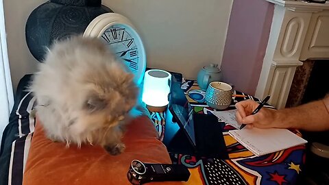 STUDY with me Day: 11 [CAT PURRS] |calm|
