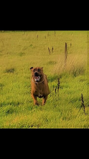Mister Brown The Rhodesian Ridgeback; "You Do Love Me!". Me, "You Do Love Me!"