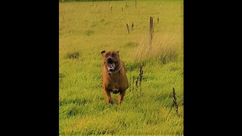 Mister Brown The Rhodesian Ridgeback; "You Do Love Me!". Me, "You Do Love Me!"