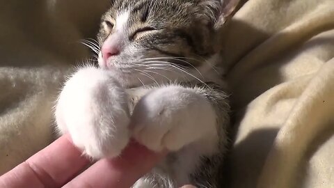 Small Cat Sleeps Like a Bunny