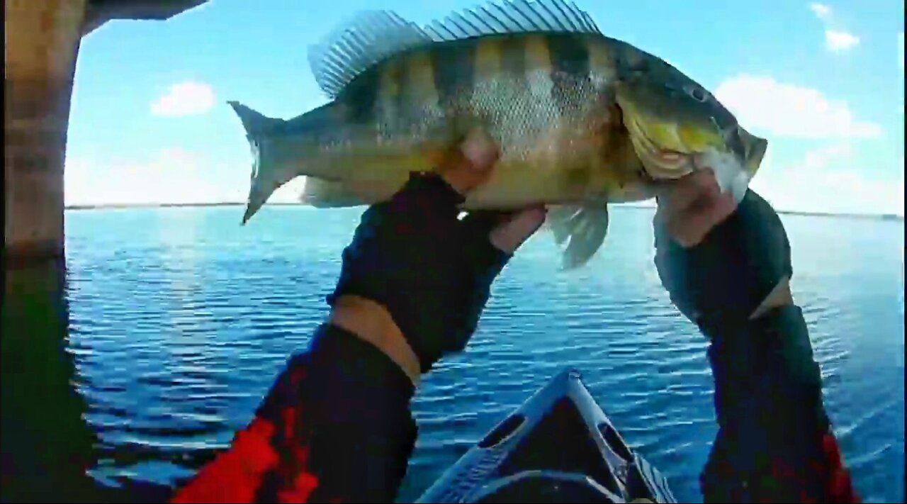 #6 Fishing Peacock Bass Blue on the Bridge Pillar 2 - Kayak Fishing - Ultralight Fishing - Pesca de Tucunaré