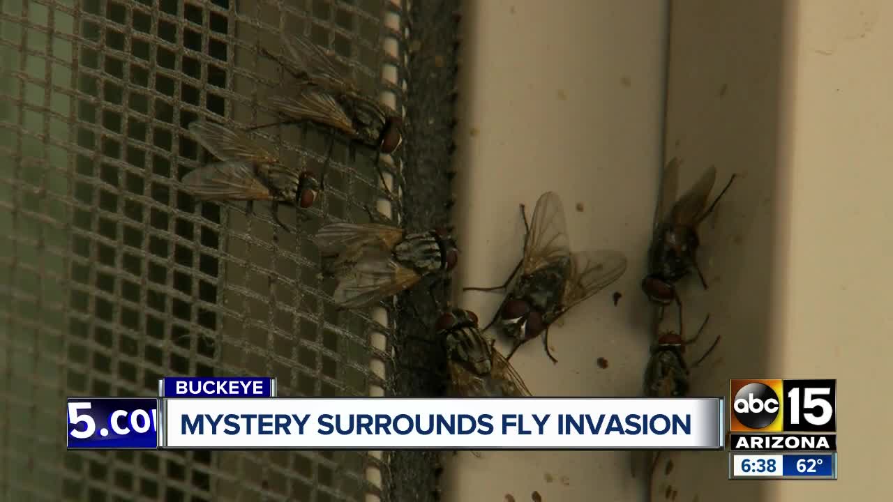 Mystery fly invasion surrounds Buckeye neighborhood