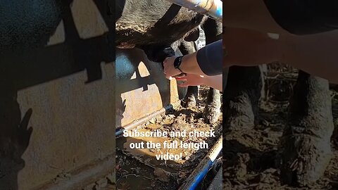 Bull with a sensitive problem. Watch full video on our channel! #farm #ranch #cattle #farmlife