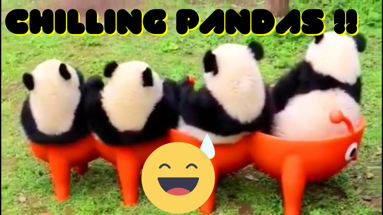 The Cute And Funny Pandas!!!