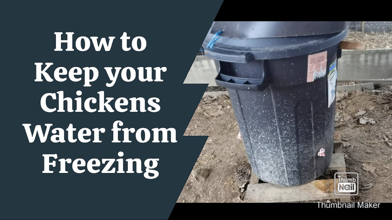 DO THIS to keep your chickens water from freezing #homesteading #farmlife