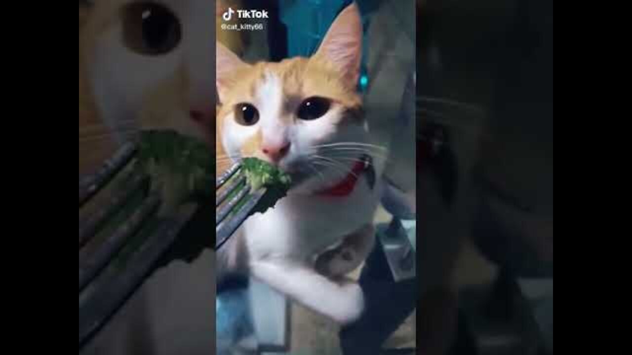 Lovely Cat, funny cats, funny cat videos 1681