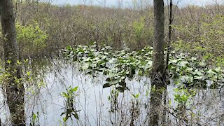 Hike and talk tour of Haw River State Park, NC - Part 2