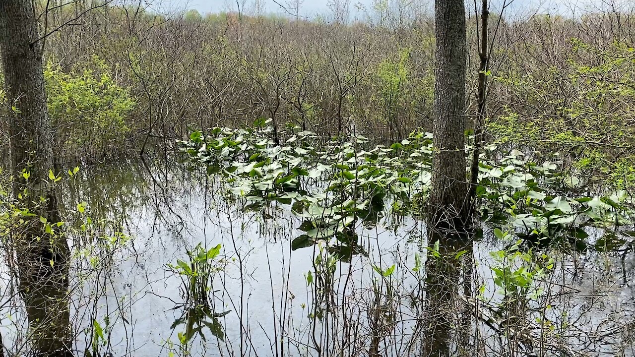 Hike and talk tour of Haw River State Park, NC - Part 2