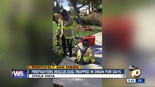 Chula Vista firefighters rescue dog trapped in drain for days