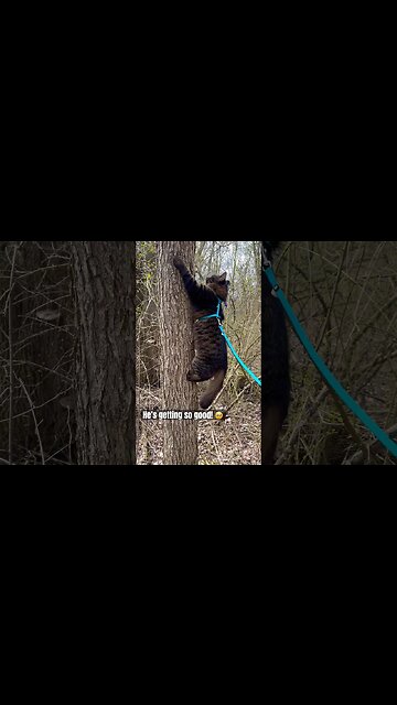 At Least He Climbed Down 🙀🙏 #shorts #cats #bestcats #trainedcats #adley