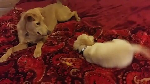 Roxie, Sugar & Briana's old Pup Playing