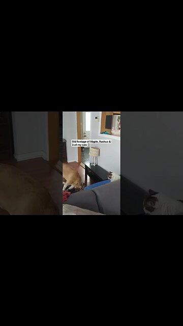 Dog Saves Cat From Puppy