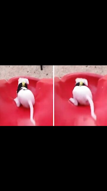 Dog slipping on spiral-shaped toboggan