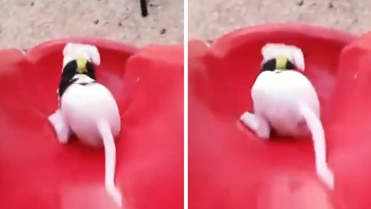 Dog slipping on spiral-shaped toboggan