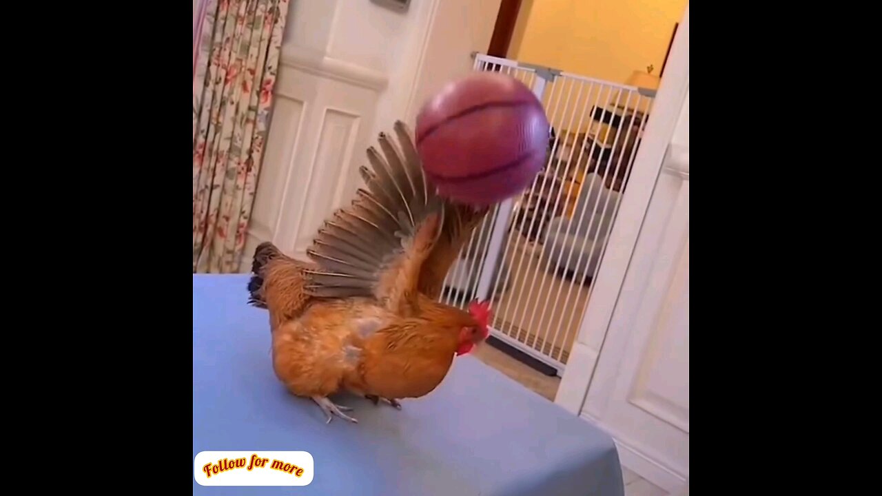 Watch the cat and chicken play volleyball😂😂 trending video