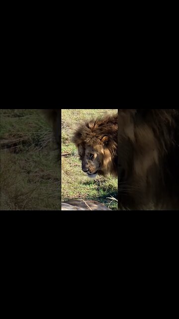 A Quick Lick #shorts | #ShortsAfrica