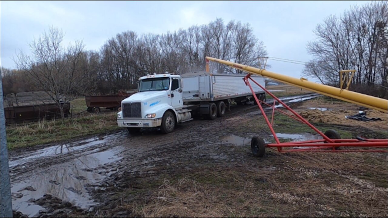 Playing In The Mud and Shipping Out Corn!