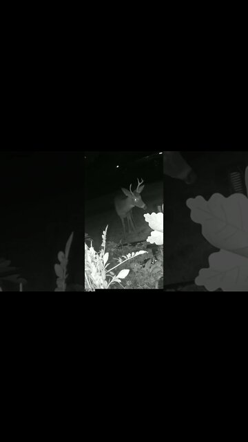 A Buck Visits #Shorts 🌳