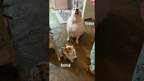 🐶❤️🍪 snack time for good pups🥰 #farmlife #cute #corgi #greatpyrenees #kunekune