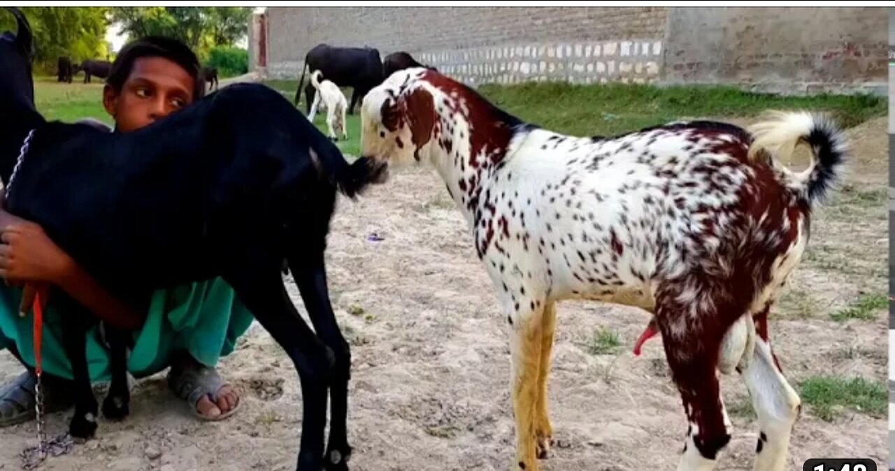 Rural areas how people created animals intimate 😅