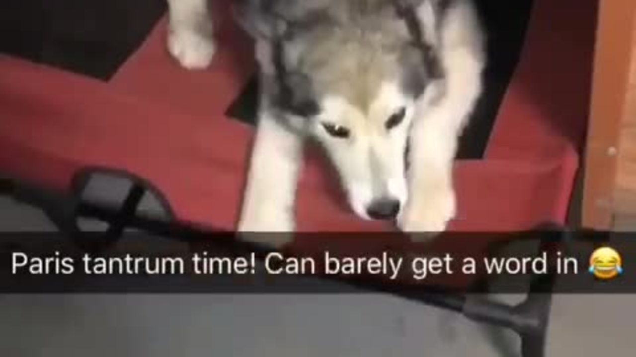 Jealous Malamute throws epic temper tantrum