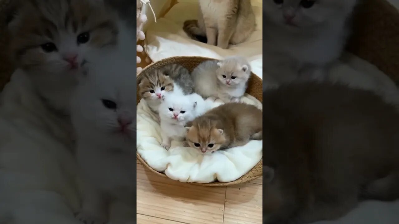 “Kitties Galore: A Purr-fectly Charming Feline Extravaganza!” #silly #tiny #Furry #soothing #cats