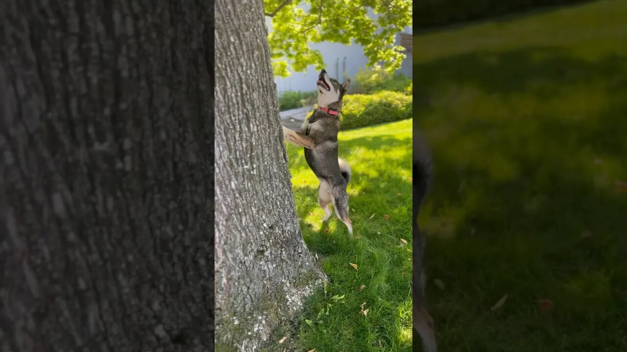 Shikoku squirrel hunting #shorts