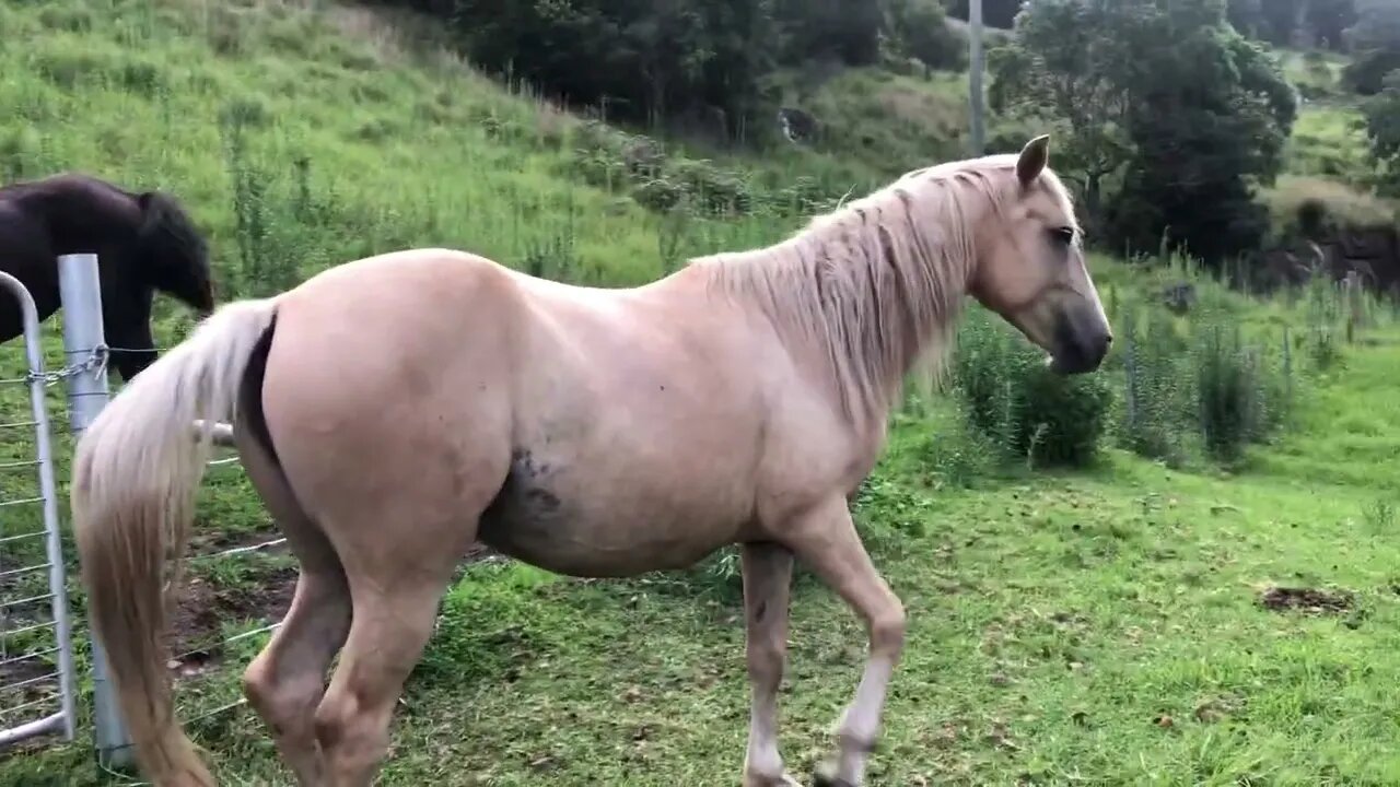 A look at our entire rescue herd. We’ve moved the feeders and plans for training