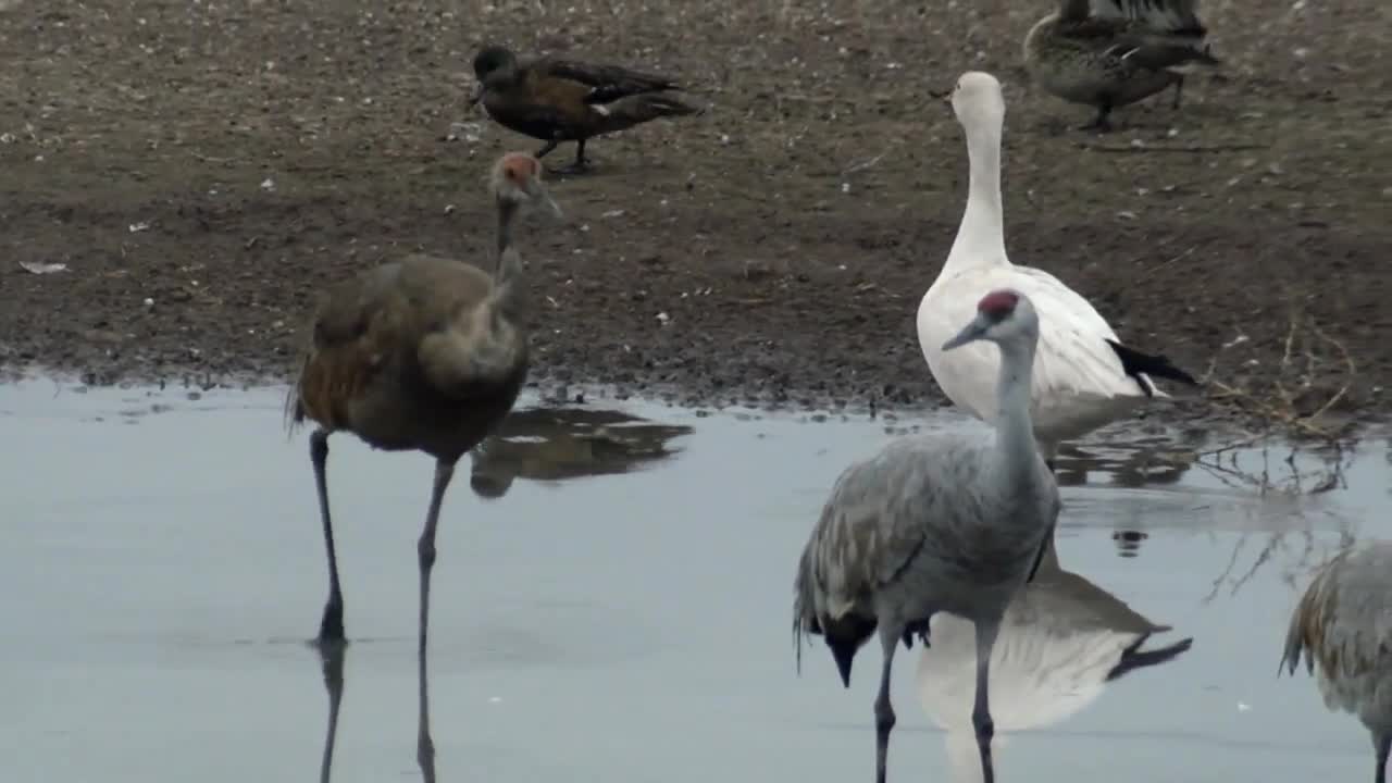 RAW VIDEO: Sandhill Cranes in southeast Arizona