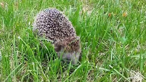 Hedgehog - #Hedgehog