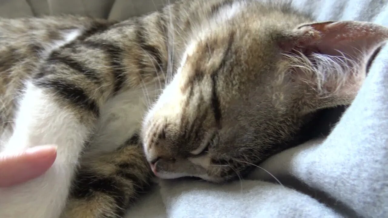 Cute Little Cat Sleeps on the Blanket