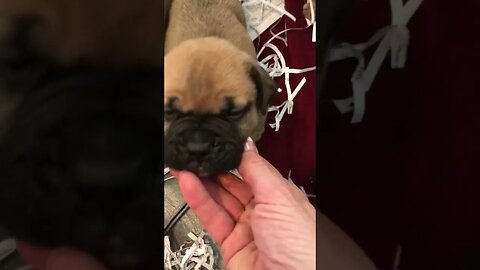 My bedroom babies. Dippy litter. LonelyCreek bullmastiff