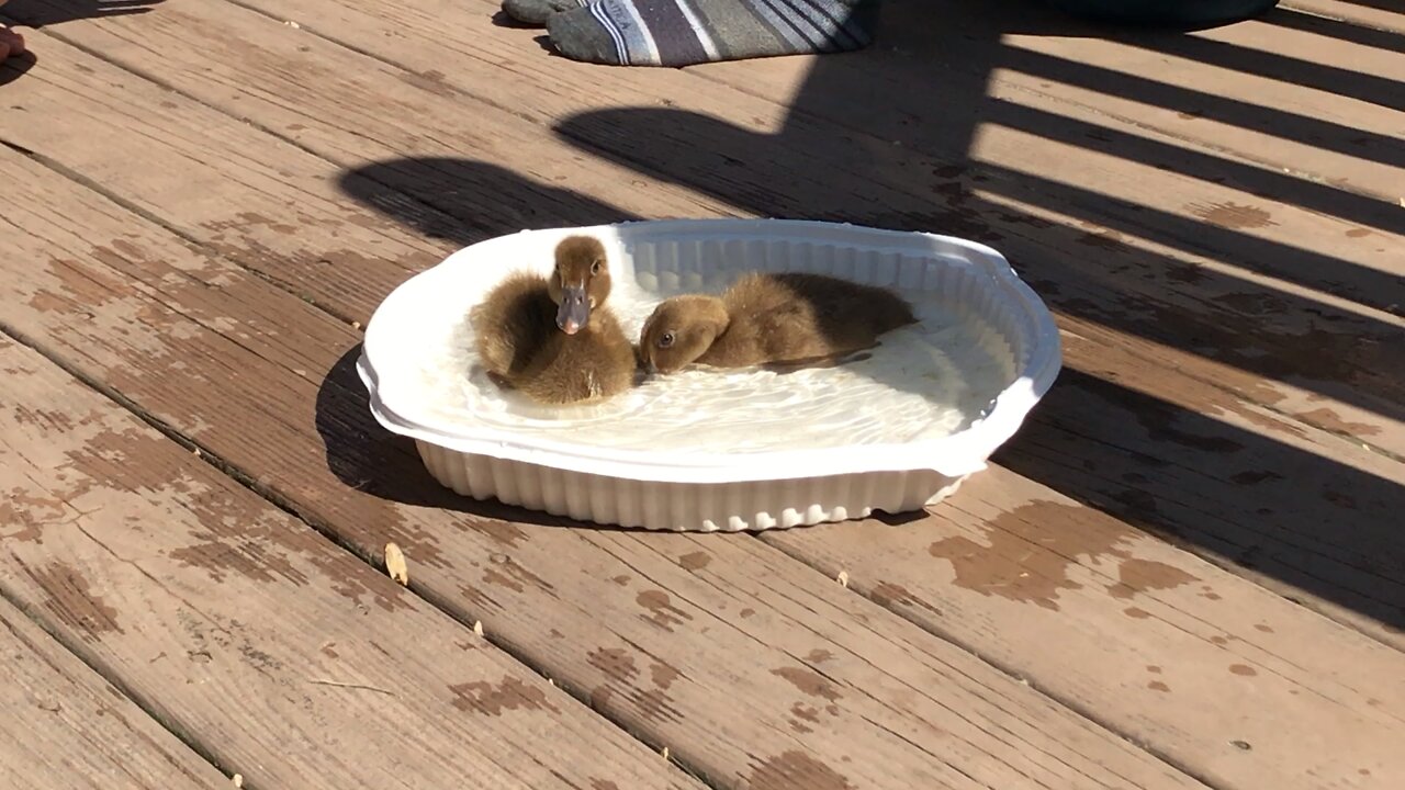Duckling
