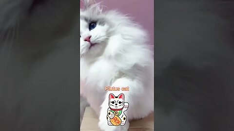 CAT VIDEO