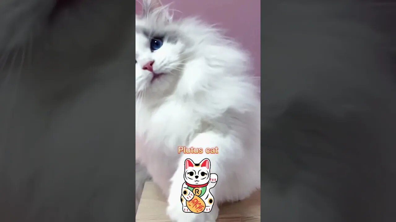 CAT VIDEO