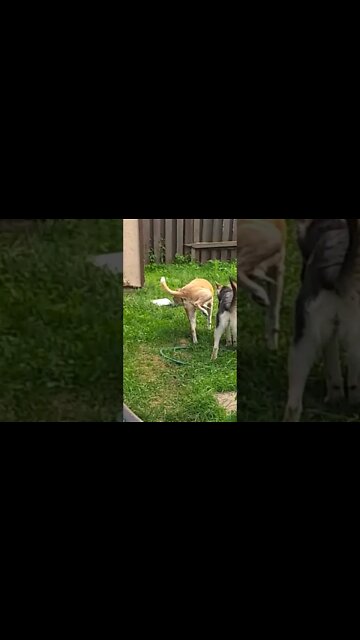 My Shepsky Puppy Almost Got Peed On #shorts #throwback